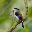 Silver-breasted Broadbill